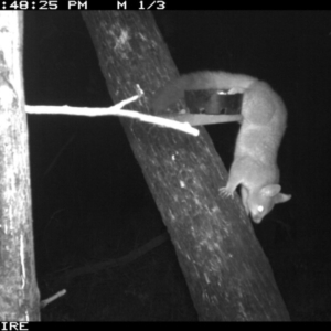 Trichosurus vulpecula at Berringer Lake, NSW - 7 Apr 2020 12:44 AM