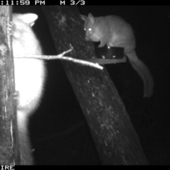 Trichosurus vulpecula at Berringer Lake, NSW - 7 Apr 2020