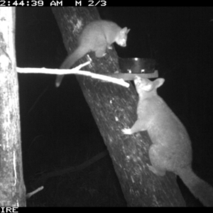 Trichosurus vulpecula at Berringer Lake, NSW - 7 Apr 2020 12:44 AM