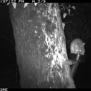 Trichosurus vulpecula at Manyana, NSW - 6 Apr 2020 10:41 PM