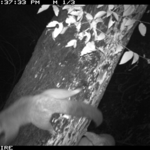 Trichosurus vulpecula at Manyana, NSW - 6 Apr 2020 10:41 PM