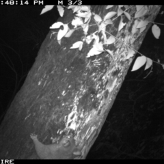 Trichosurus vulpecula at Manyana, NSW - 6 Apr 2020