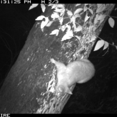 Trichosurus vulpecula at Manyana, NSW - 6 Apr 2020