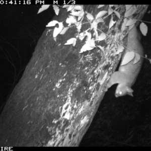 Trichosurus vulpecula at Manyana, NSW - 6 Apr 2020