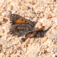 Lucia limbaria (Chequered Copper) at Cooleman Ridge - 15 Apr 2020 by SWishart