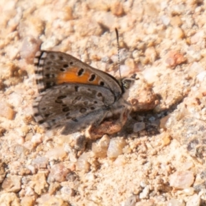 Lucia limbaria at Stromlo, ACT - 15 Apr 2020