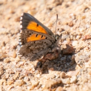 Lucia limbaria at Stromlo, ACT - 15 Apr 2020