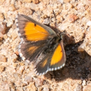 Lucia limbaria at Stromlo, ACT - 15 Apr 2020