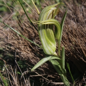 Diplodium truncatum at Gundaroo, NSW - 15 Apr 2020