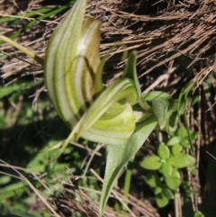 Diplodium truncatum at Gundaroo, NSW - suppressed