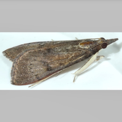 Uresiphita ornithopteralis (Tree Lucerne Moth) at Kambah, ACT - 15 Apr 2020 by Marthijn