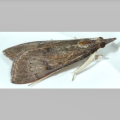 Uresiphita ornithopteralis (Tree Lucerne Moth) at Kambah, ACT - 15 Apr 2020 by Marthijn