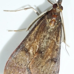 Uresiphita ornithopteralis at Kambah, ACT - 15 Apr 2020