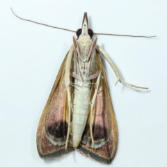 Uresiphita ornithopteralis at Kambah, ACT - 15 Apr 2020