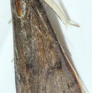 Uresiphita ornithopteralis at Kambah, ACT - 15 Apr 2020