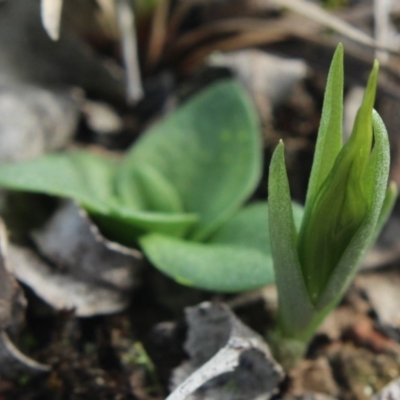 Diplodium truncatum (Little Dumpies, Brittle Greenhood) at MTR591 at Gundaroo - 14 Apr 2020 by MaartjeSevenster
