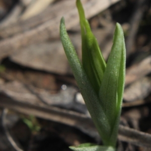 Diplodium truncatum at Gundaroo, NSW - 14 Apr 2020