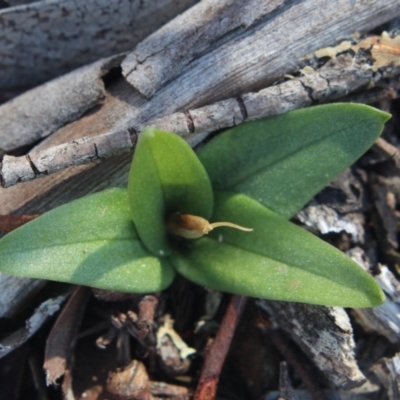 Diplodium truncatum (Little Dumpies, Brittle Greenhood) at MTR591 at Gundaroo - 15 Apr 2020 by MaartjeSevenster