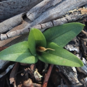 Diplodium truncatum at Gundaroo, NSW - 15 Apr 2020
