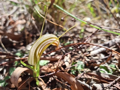 Diplodium truncatum (Little Dumpies, Brittle Greenhood) at Crace, ACT - 15 Apr 2020 by AaronClausen