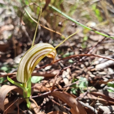 Diplodium truncatum (Little Dumpies, Brittle Greenhood) at Crace, ACT - 15 Apr 2020 by AaronClausen