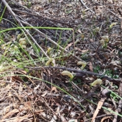 Diplodium truncatum at Crace, ACT - 15 Apr 2020