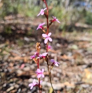 Stylidium graminifolium at Crace, ACT - 15 Apr 2020