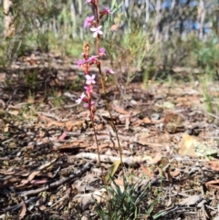 Stylidium graminifolium at Crace, ACT - 15 Apr 2020