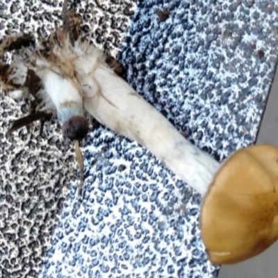 Psilocybe sp. (Psilocybe) by Alright