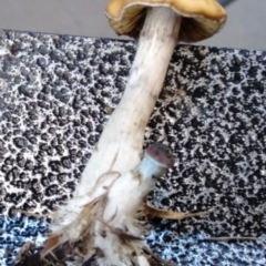 Psilocybe sp. at suppressed - 15 Apr 2020