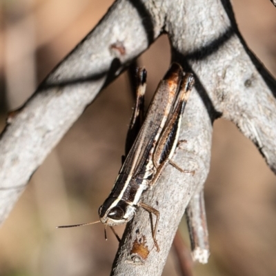 Macrotona australis (Common Macrotona Grasshopper) at Lower Cotter Catchment - 15 Apr 2020 by Roger