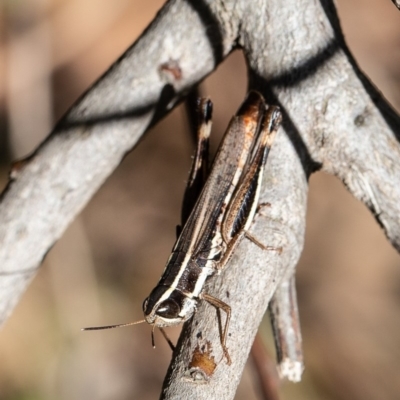 Macrotona australis (Common Macrotona Grasshopper) at Coree, ACT - 15 Apr 2020 by Roger