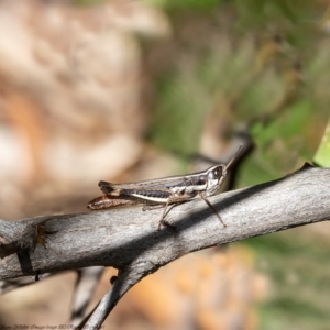 Macrotona australis at Coree, ACT - 15 Apr 2020