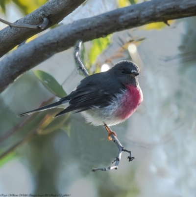 Petroica rosea (Rose Robin) at Lower Cotter Catchment - 15 Apr 2020 by Roger