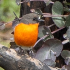 Petroica phoenicea (Flame Robin) at Bumbalong, NSW - 13 Apr 2020 by Adam at Bumbalong