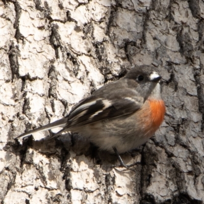 Petroica boodang (Scarlet Robin) at Bumbalong, NSW - 13 Apr 2020 by Adam at Bumbalong