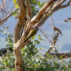 Nesoptilotis leucotis (White-eared Honeyeater) at Bumbalong, NSW - 12 Apr 2020 by Adam at Bumbalong