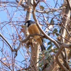 Pachycephala rufiventris (Rufous Whistler) at Bumbalong, NSW - 13 Apr 2020 by Adam at Bumbalong