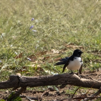 Rhipidura leucophrys (Willie Wagtail) at Bumbalong, NSW - 13 Apr 2020 by Ad