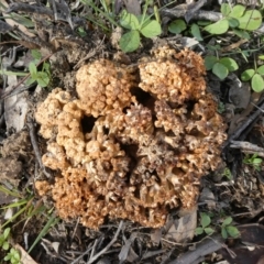 Ramaria sp. (A Coral fungus) at Melrose - 12 Apr 2020 by Owen