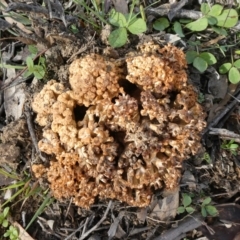 Ramaria sp. (genus) (A Coral fungus) at Theodore, ACT - 13 Apr 2020 by owenh