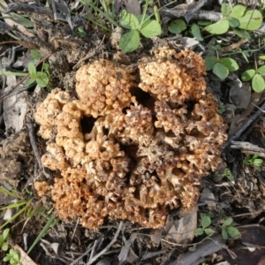 Ramaria sp. at Theodore, ACT - 13 Apr 2020