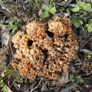 Ramaria sp. at Theodore, ACT - 13 Apr 2020 09:21 AM