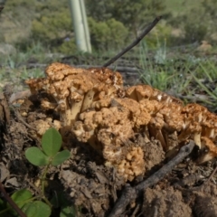 Ramaria sp. at Theodore, ACT - 13 Apr 2020