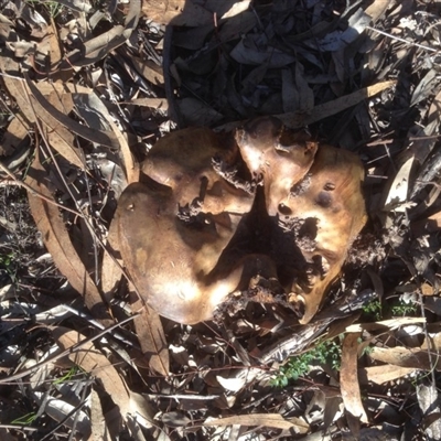 Unverified Fungus at Garran, ACT - 15 Apr 2020 by jennyt