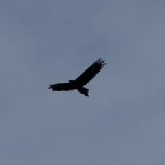 Aquila audax (Wedge-tailed Eagle) at Bumbalong, NSW - 13 Apr 2020 by Ad