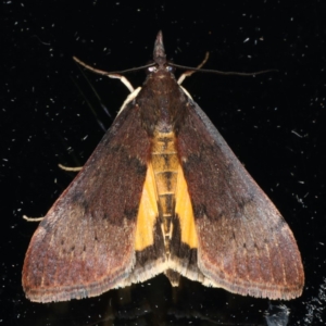 Uresiphita ornithopteralis at Ainslie, ACT - 13 Apr 2020