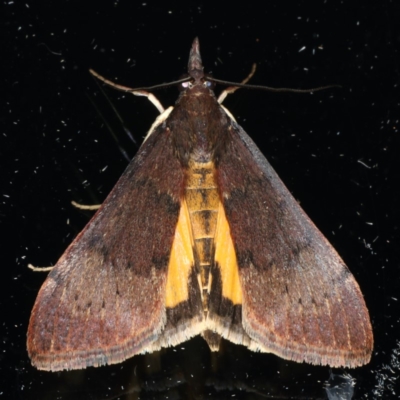 Uresiphita ornithopteralis (Tree Lucerne Moth) at Ainslie, ACT - 13 Apr 2020 by jbromilow50