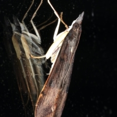 Uresiphita ornithopteralis at Ainslie, ACT - 13 Apr 2020