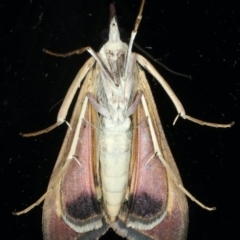 Uresiphita ornithopteralis at Ainslie, ACT - 13 Apr 2020